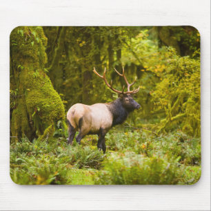 Bull Roosevelt Elk Standing In Meadow Mouse Pad