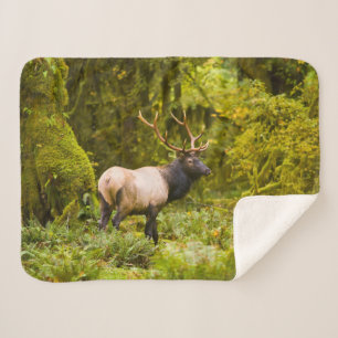 Bull Roosevelt Elk Standing In Meadow Sherpa Blanket