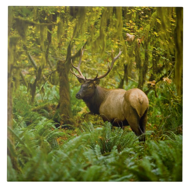 Bull Roosevelt Elk Tile (Front)