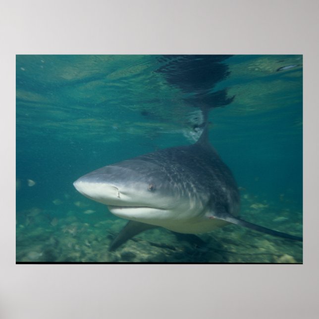 Bull Shark - Carcharhinus leucas Poster (Front)