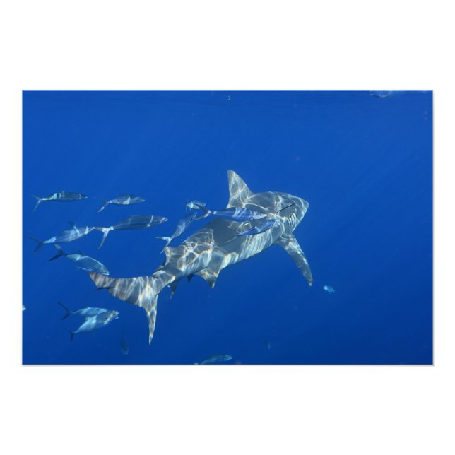 Bull Shark Photograph Poster (Front)
