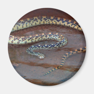 Bull Snake Magnet