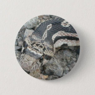 Bull snake (Pituophis catenifer sayi) 2 Inch Round Button