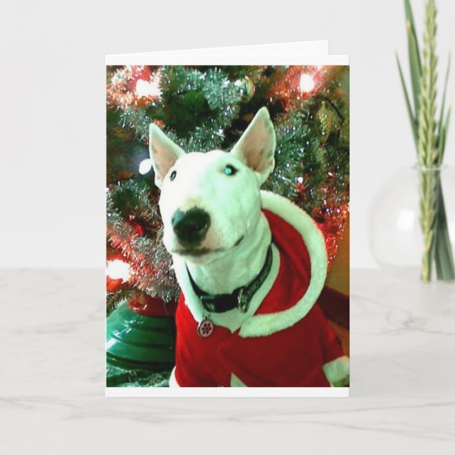 bull terrier christmas holiday card (Front)
