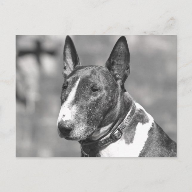 Bull Terrier Dog Postcard (Front)