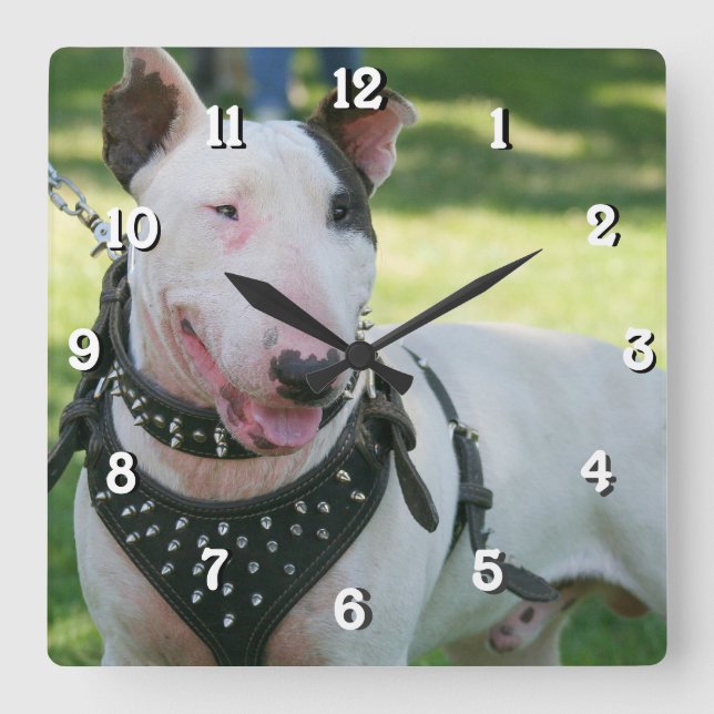 Bull Terrier dog square clock (Front)