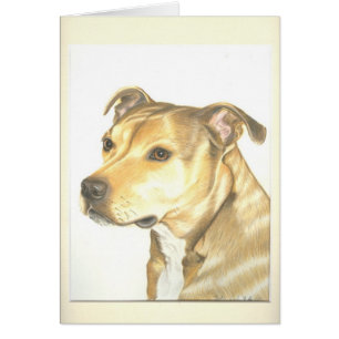 Bull-terrier du Staffordshire
