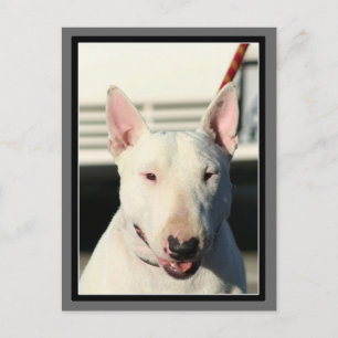 Bull Terrier Postcard