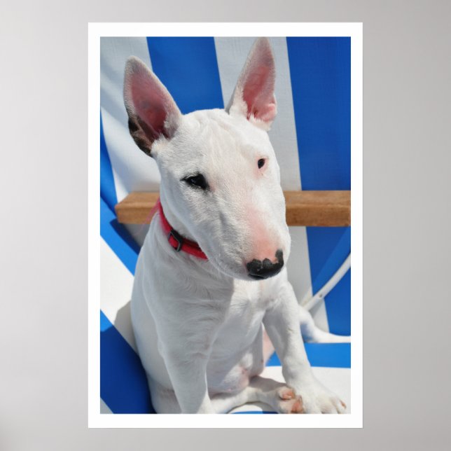 Bull Terrier Poster (Front)