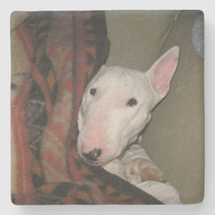 Bull Terrier Snuggled Under a Blanket (Colour) Stone Coaster