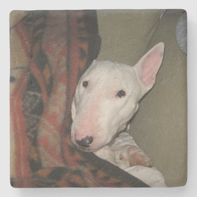 Bull Terrier Snuggled Under a Blanket (Colour) Stone Coaster (Front)