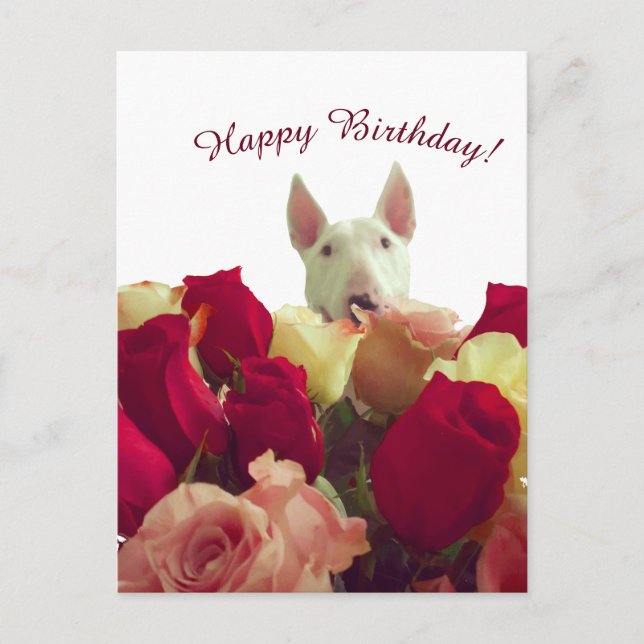 Bull terrier with roses - Happy Birthday! Postcard (Front)