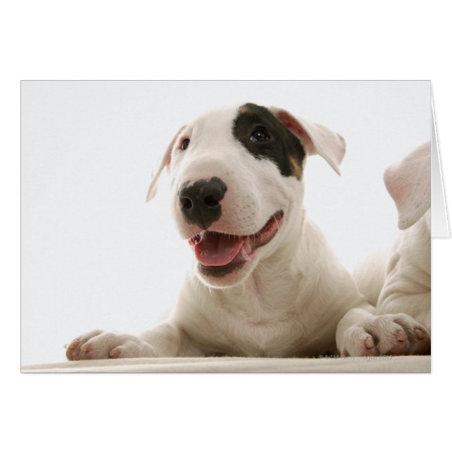 Bull Terriers (Front Horizontal)
