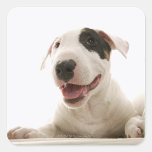 Bull Terriers Square Sticker