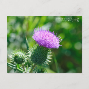 Bull Thistle Postcard