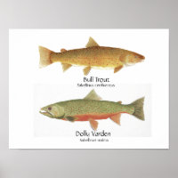 Bull Trout and Dolly Varden