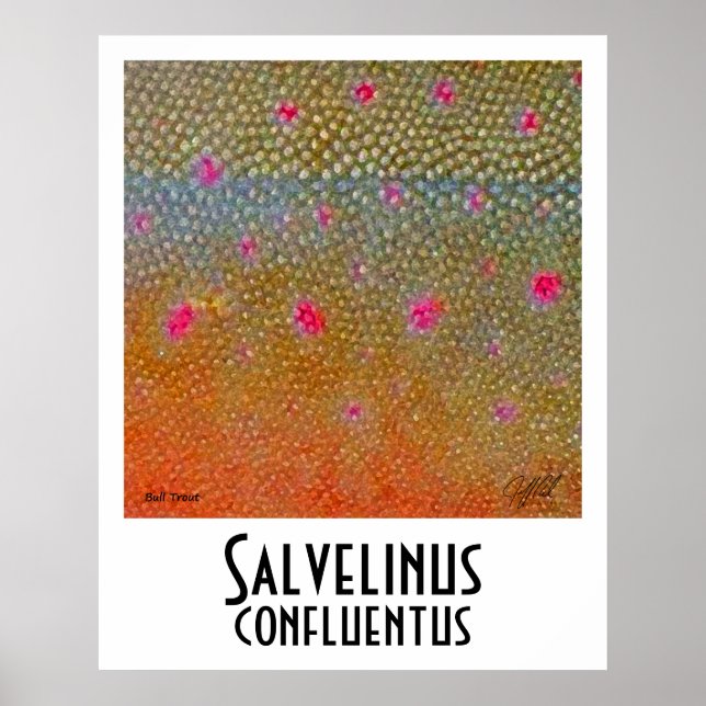 Bull Trout Poster (Front)