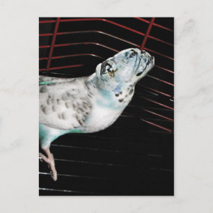 Bulldgie Postcard