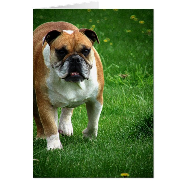 Bulldog (Devant)