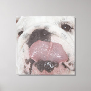 Bulldog 2 canvas print