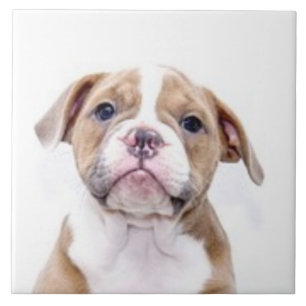 BULLDOG 5, Pet Love, Best Friend KEEPSAKE Tile