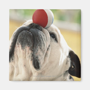 Bulldog balancing ball on snout, close-up magnet