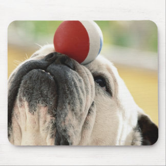 Bulldog balancing ball on snout, close-up mouse pad