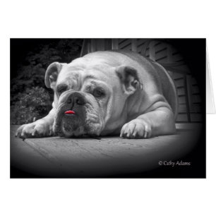 BullDog Beauty