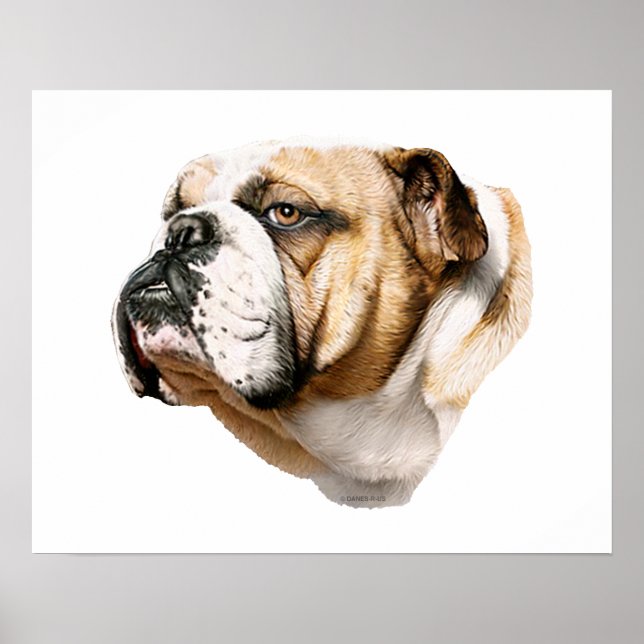 Bulldog Bust Poster (Front)