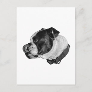 Bulldog Calm Mail Postcard