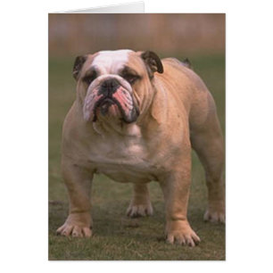 bulldog complet 2