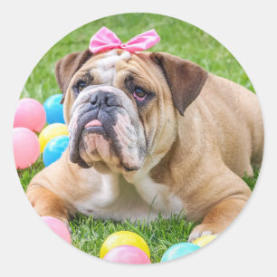 Bulldog Cute Easter Animal Dog Hundeportrait Pet Classic Round Sticker