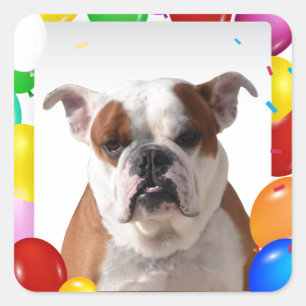 Bulldog Dog with colourful Balloons Birthday Theme Square Sticker