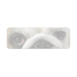 Bulldog Eyes