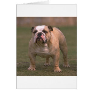 bulldog full 2.png