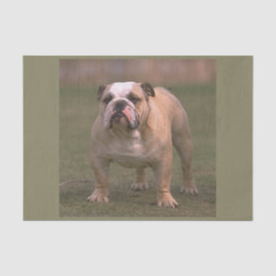 bulldog full 2 tissue paper