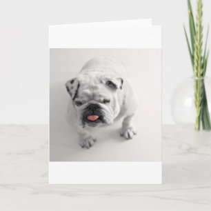 bulldog in bw card