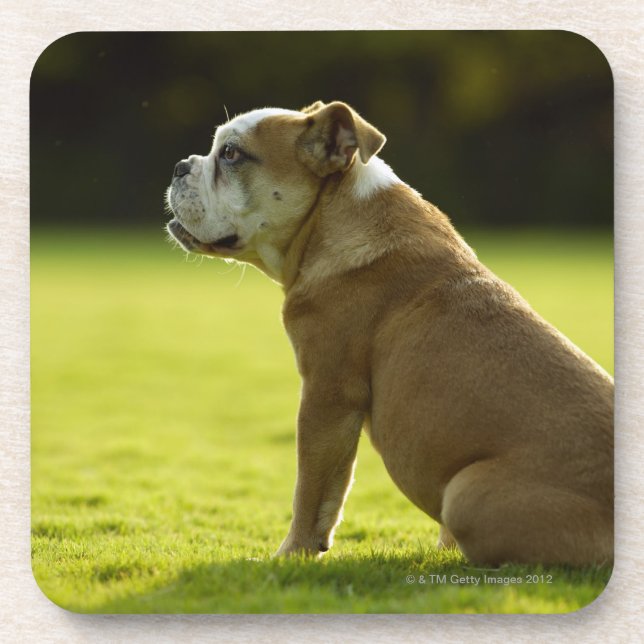Bulldog in field coaster (Front)