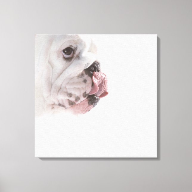 Bulldog Licking Canvas Print (Front)