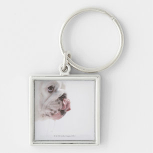 Bulldog Licking Keychain