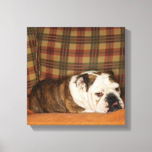 bulldog lying on a sofa canvas print
