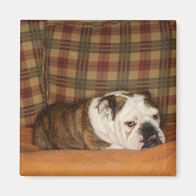 bulldog lying on a sofa magnet (Front)