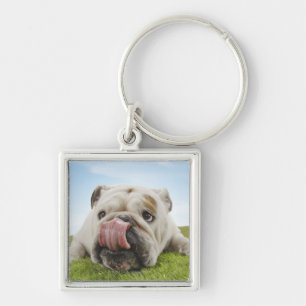Bulldog Lying on Grass Licking Lips Keychain