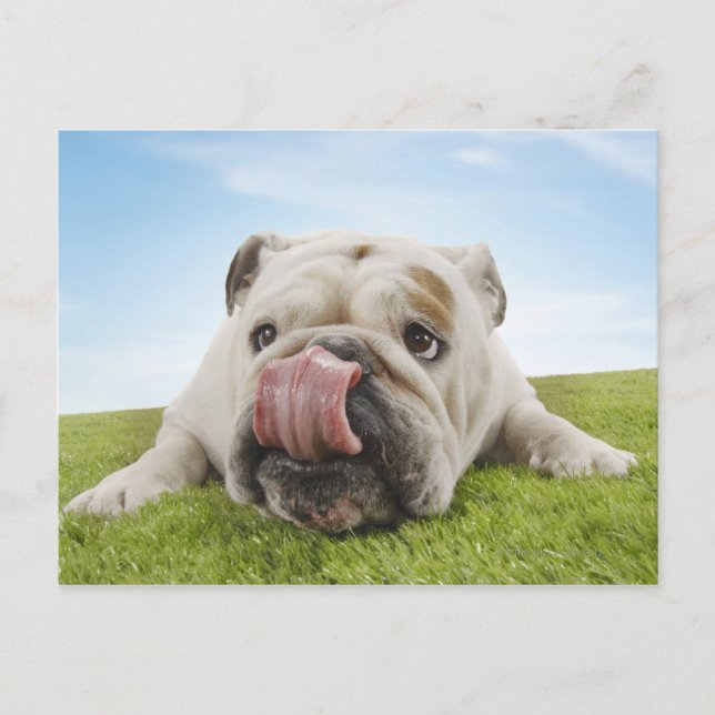 Bulldog Lying on Grass Licking Lips Postcard (Front)
