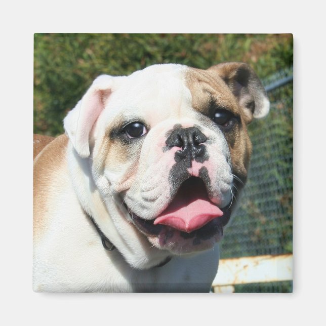 Bulldog magnet (Front)