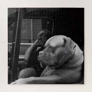 Bulldog Mastiff Behind the Wheel Black & White Jigsaw Puzzle