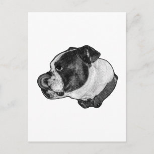 Bulldog Nose-Lick Postcard