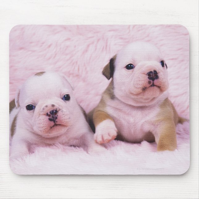 Bulldog; often called the English Bulldog. Is a Mouse Pad (Front)