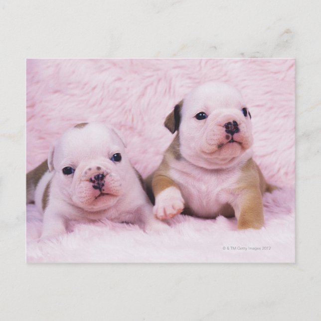 Bulldog; often called the English Bulldog. Is a Postcard