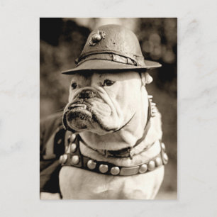 Bulldog on patrol wearing hat and cape postcard